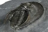 Excellent Scotoharpes Trilobite - Boudib, Morocco #381577-4